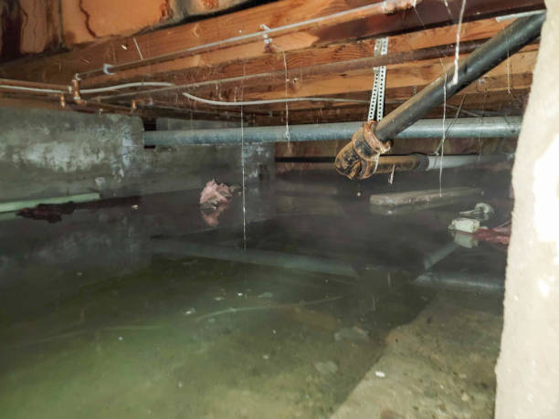 Best Basement water damage restoration  in Sylva, NC