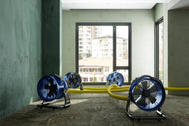 Best Mold removal after water damage  in Sylva, NC